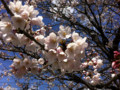 廿日市市 可愛川の桜