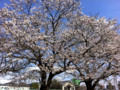 廿日市市 可愛川の桜