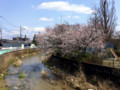 廿日市市 可愛川の桜