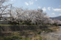 廿日市市 可愛川の桜