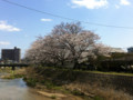 廿日市市 可愛川の桜