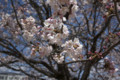 廿日市市 可愛川の桜