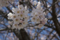 廿日市市 可愛川の桜