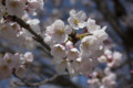 廿日市市 可愛川の桜