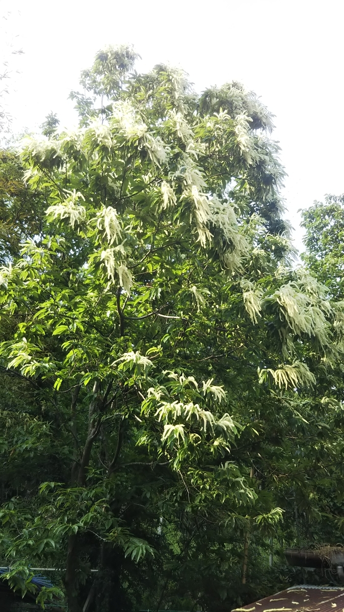 栗の花 櫻田 高幾 気まぐれじゃない日記 栗の花 櫻田 高幾 気まぐれじゃない日記