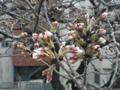 桜のつぼみ