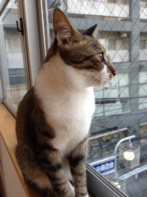 溝の口の猫カフェ 猫式 に行く Takajoy S Blog 溝の口の猫カフェ 猫式 に行く Takajoy S Blog