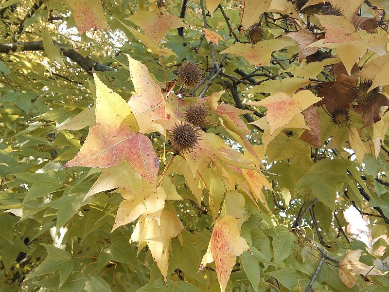 f:id:takajun7777:20131117174825j:image:w420