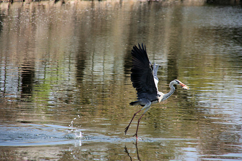 f:id:takajun7777:20171214121907j:image