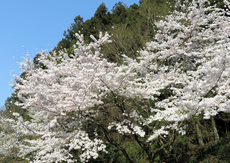 f:id:takajun7777:20180415154652j:image f:id:takajun7777:20180415154652j:image