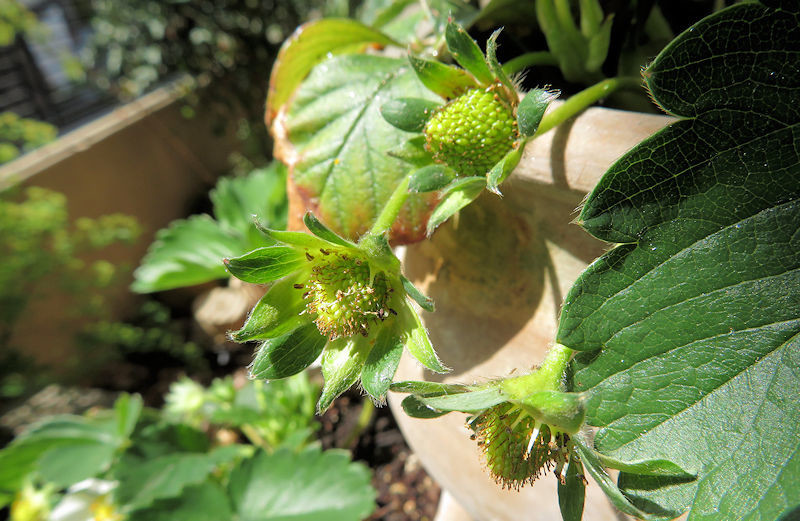 f:id:takajun7777:20210402135003j:plain