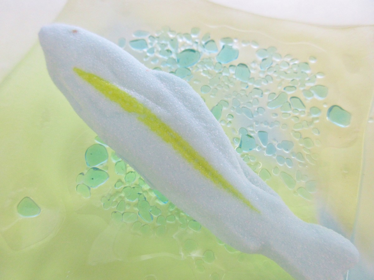 ジュンサイとは 動植物の人気 最新記事を集めました はてな