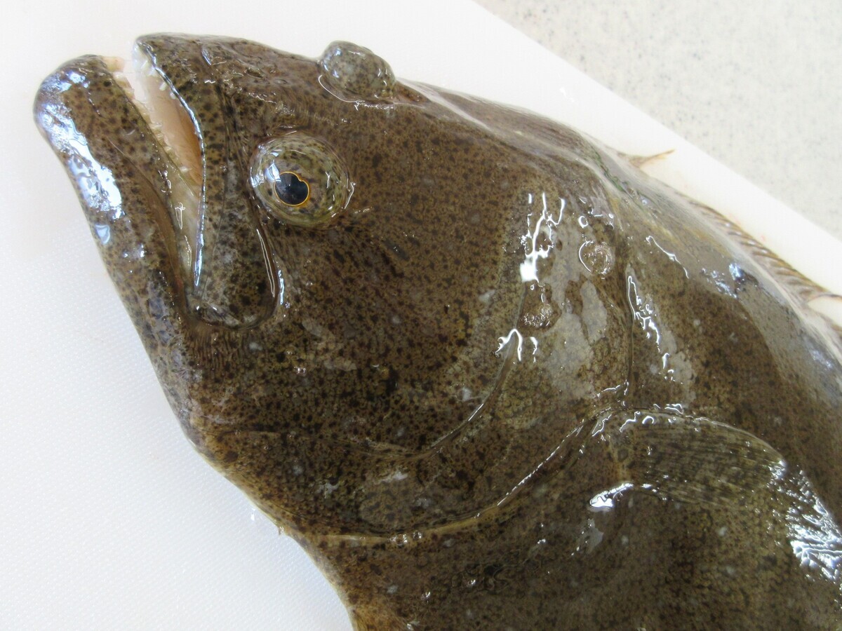 ワミレス hiroさま専用 ワミレス Hiroさま専用 ワミレス