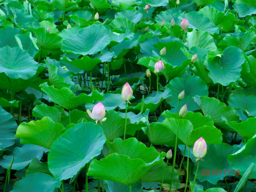 f:id:takakotakakosun:20180615194026j:plain f:id:takakotakakosun:20180615194026j:plain