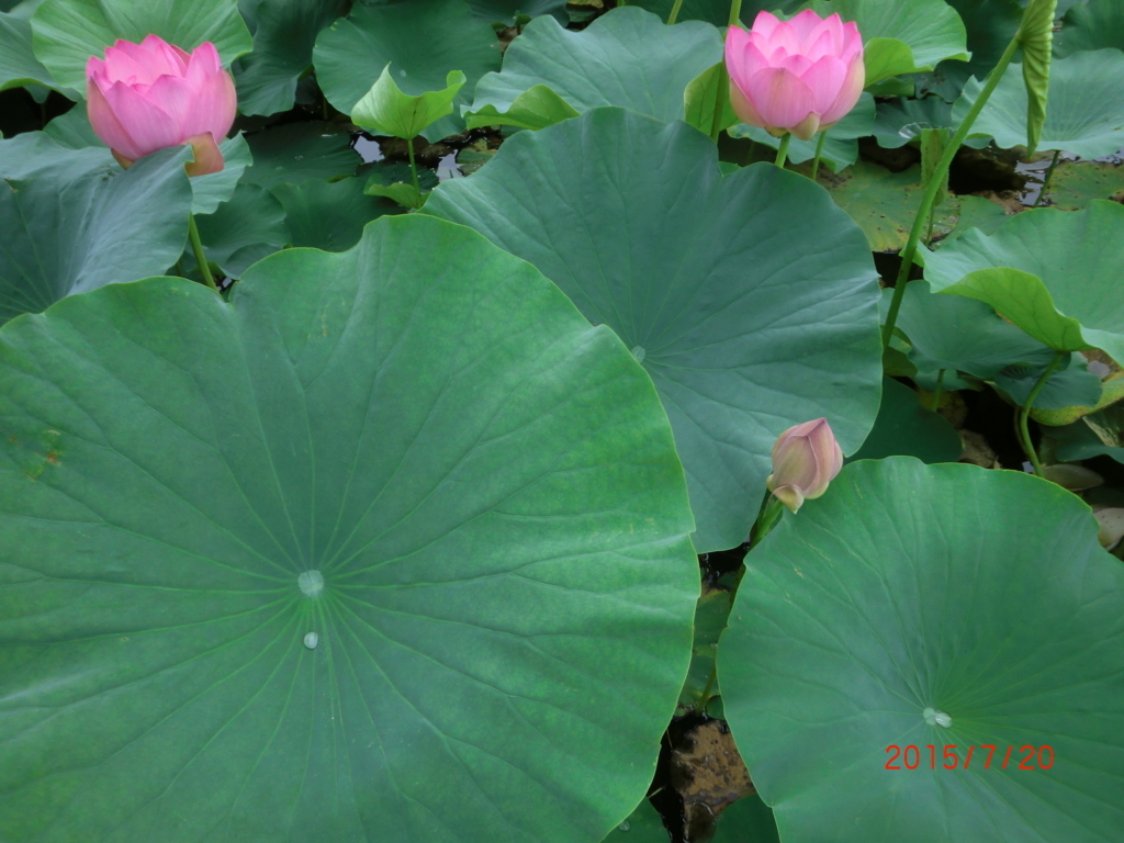 f:id:takakotakakosun:20180615194153j:plain f:id:takakotakakosun:20180615194153j:plain