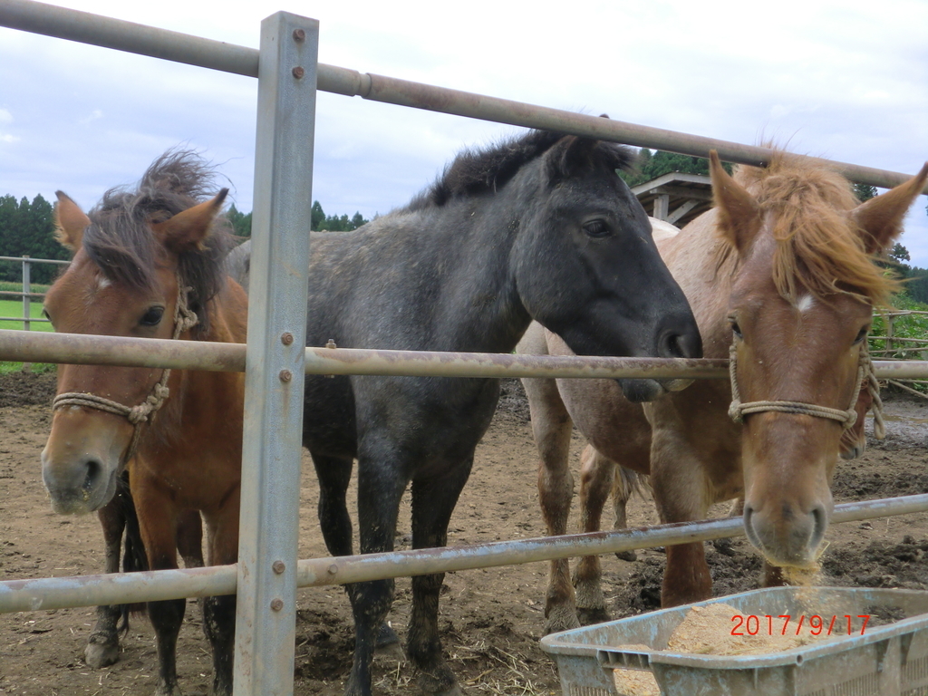 f:id:takakotakakosun:20180903200000j:plain f:id:takakotakakosun:20180903200000j:plain