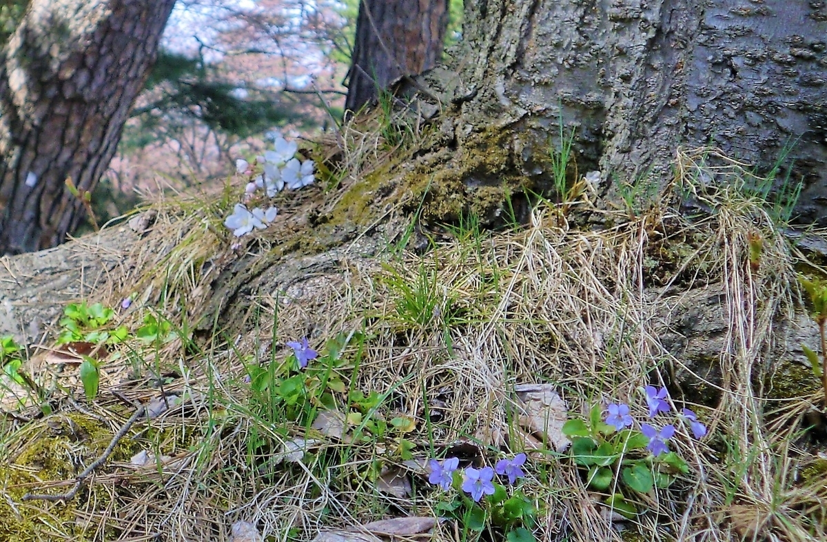 f:id:takakotakakosun:20190421194300j:plain