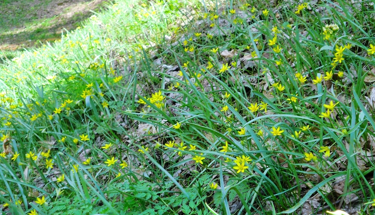 f:id:takakotakakosun:20190421194408j:plain