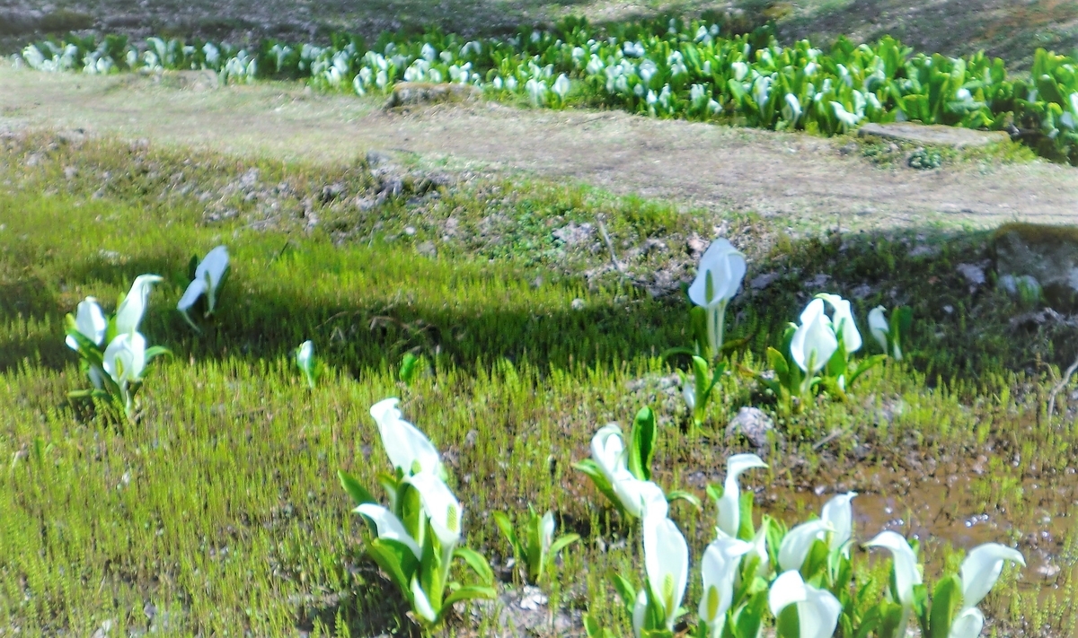 f:id:takakotakakosun:20190421194441j:plain