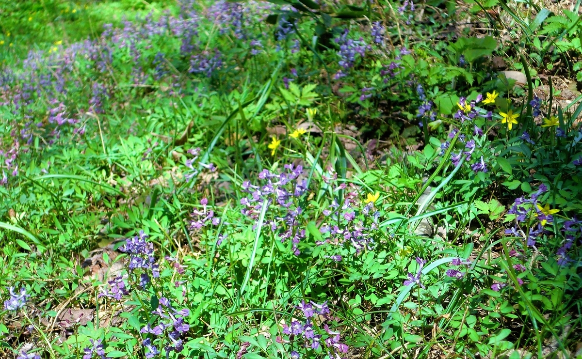 f:id:takakotakakosun:20190421194537j:plain