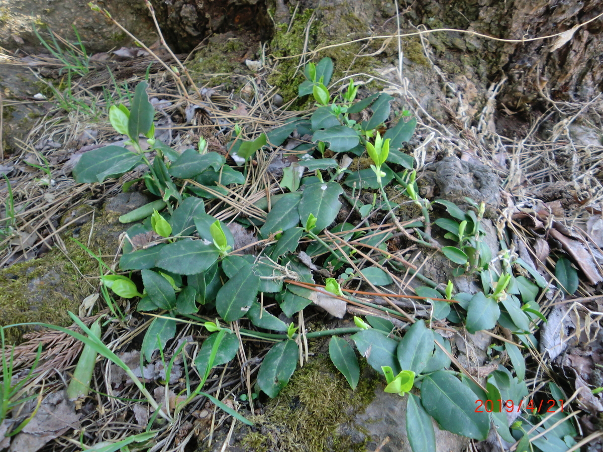 f:id:takakotakakosun:20190421194654j:plain