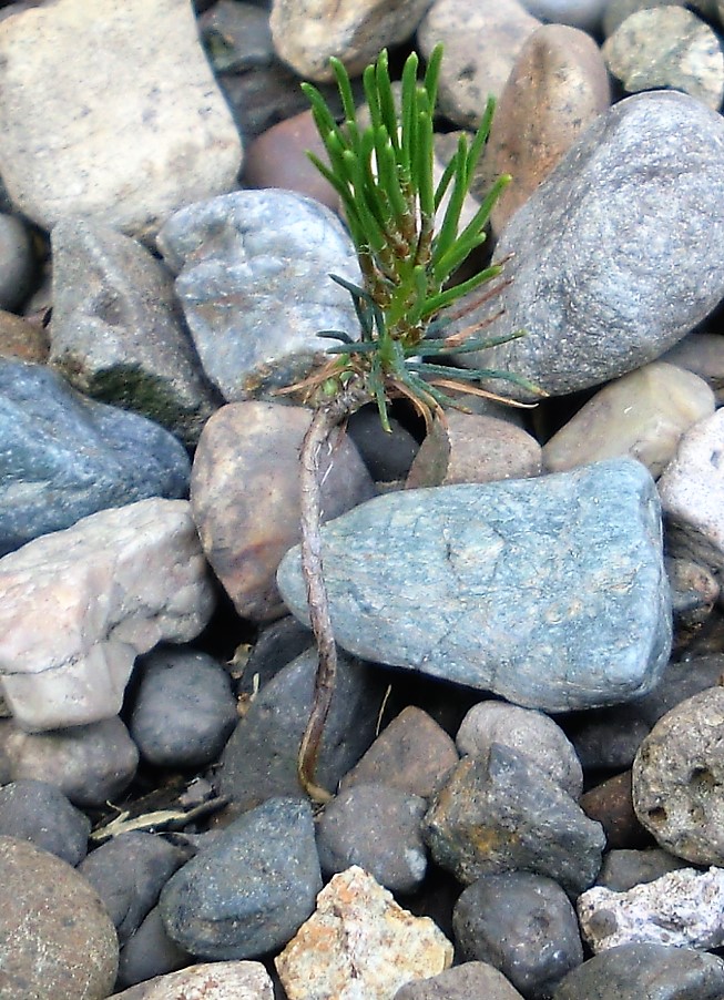 f:id:takakotakakosun:20190510154859j:plain