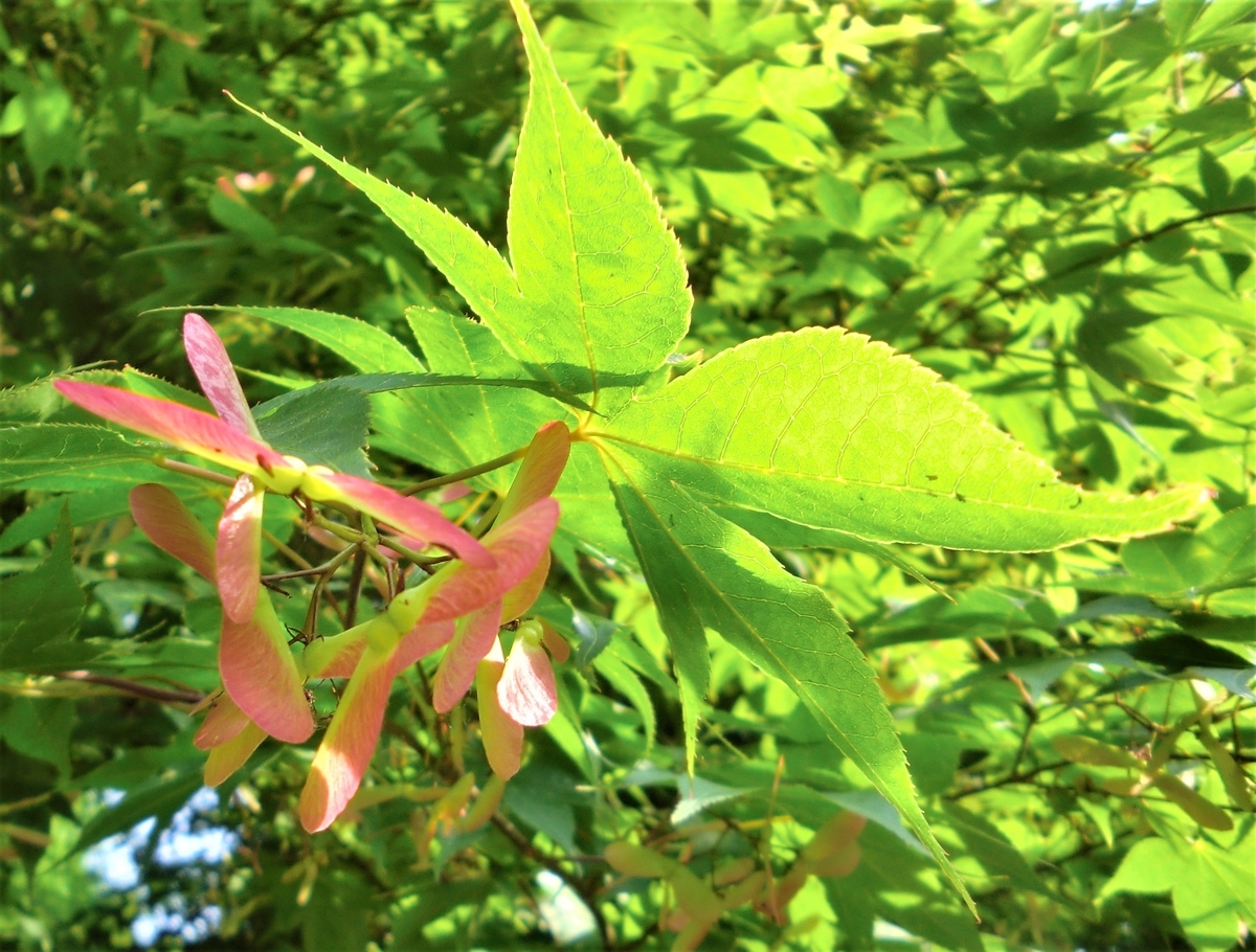 f:id:takakotakakosun:20190531113638j:plain f:id:takakotakakosun:20190531113638j:plain