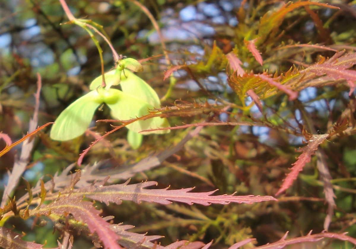 f:id:takakotakakosun:20190531113704j:plain f:id:takakotakakosun:20190531113704j:plain