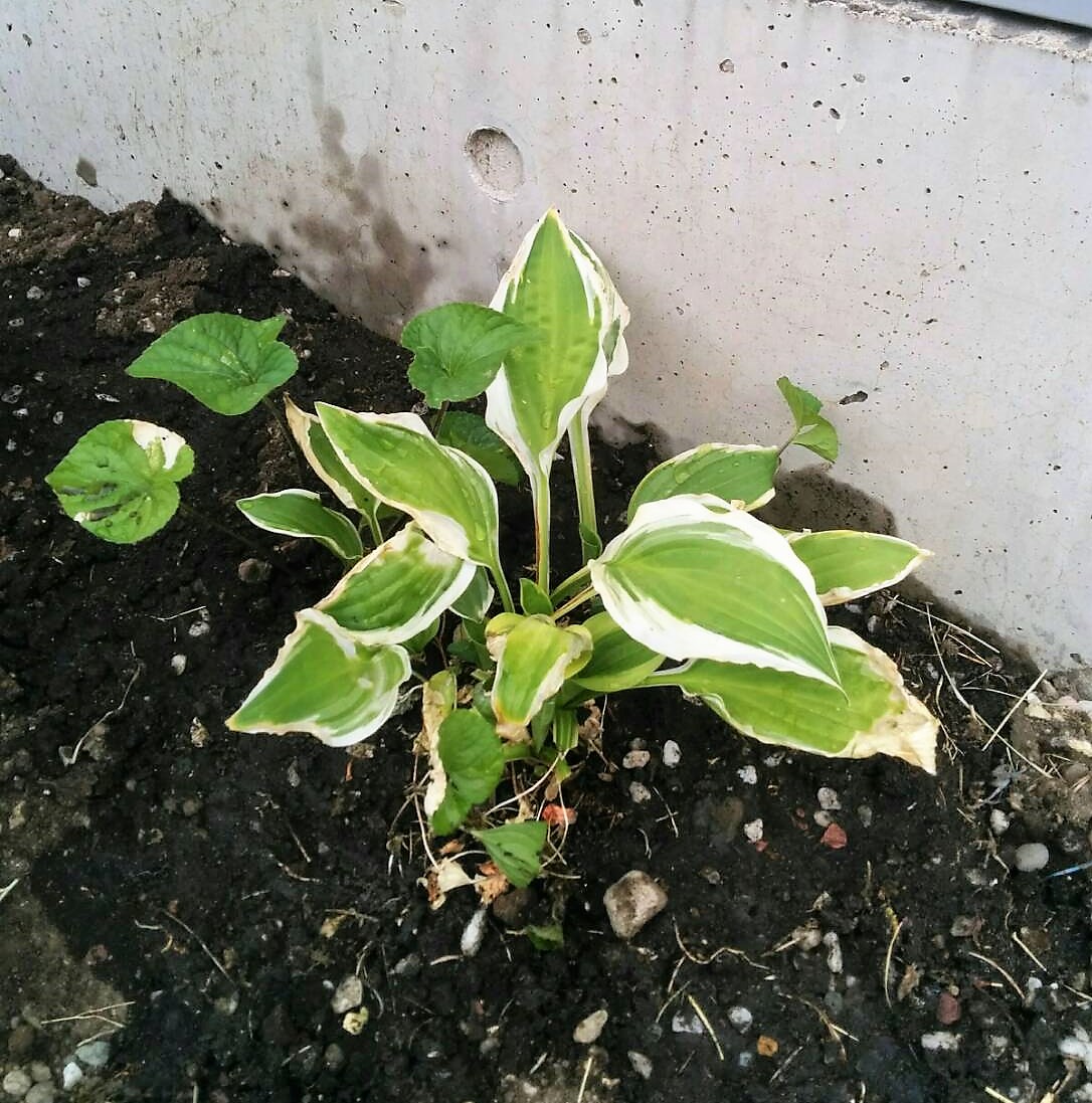 f:id:takakotakakosun:20190613201437j:plain f:id:takakotakakosun:20190613201437j:plain