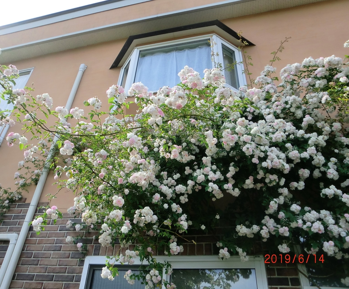f:id:takakotakakosun:20190614195233j:plain f:id:takakotakakosun:20190614195233j:plain