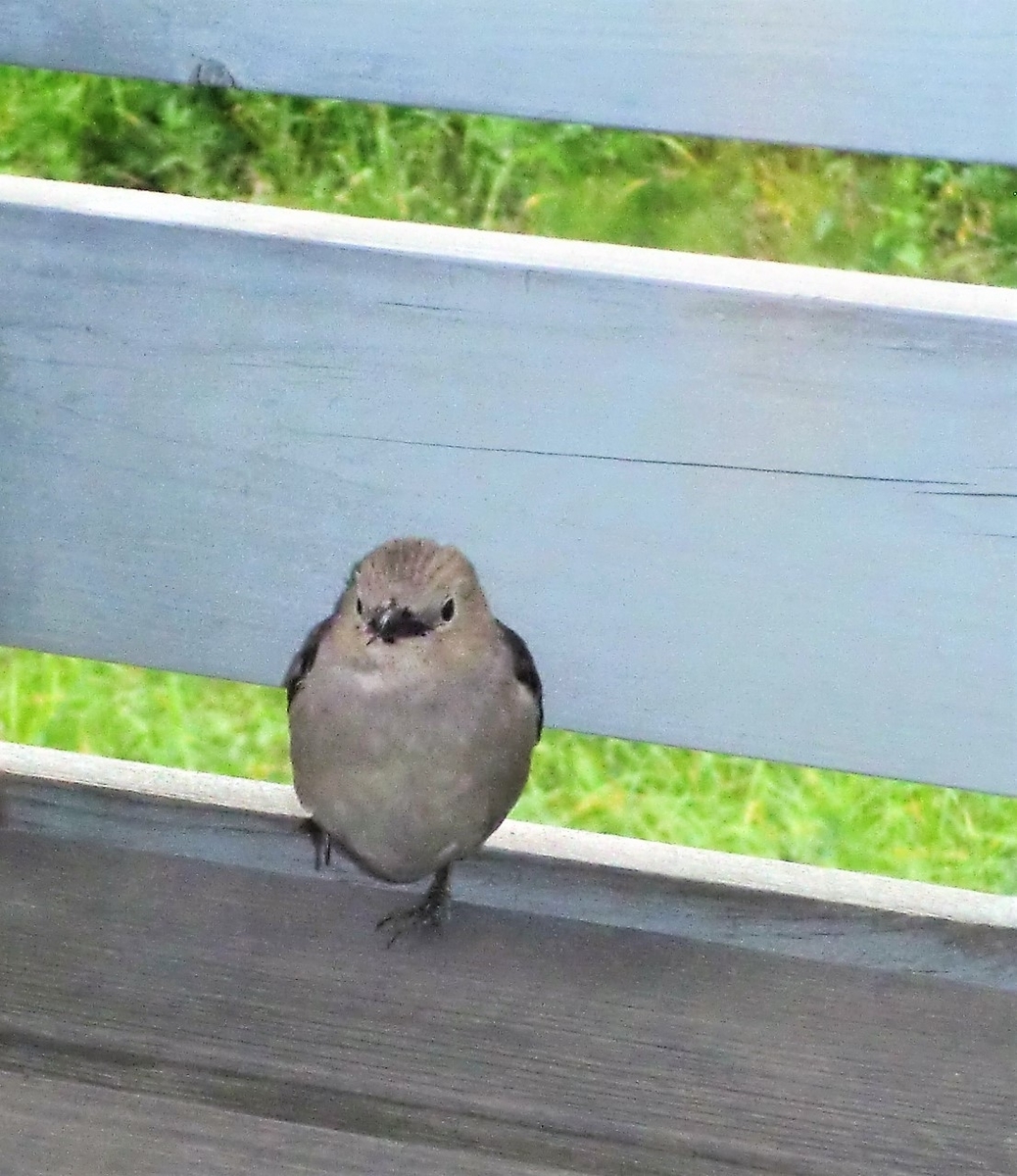 f:id:takakotakakosun:20190615215500j:plain f:id:takakotakakosun:20190615215500j:plain