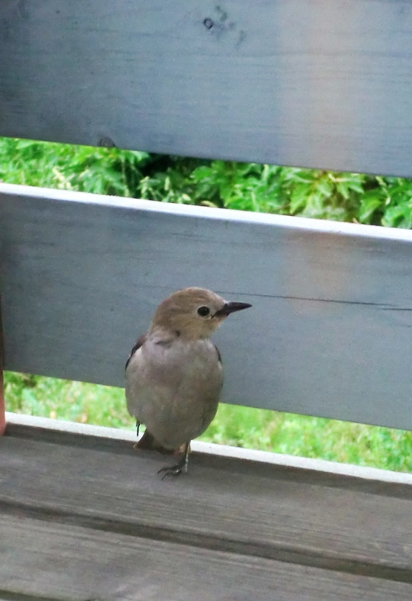 f:id:takakotakakosun:20190615215523j:plain f:id:takakotakakosun:20190615215523j:plain