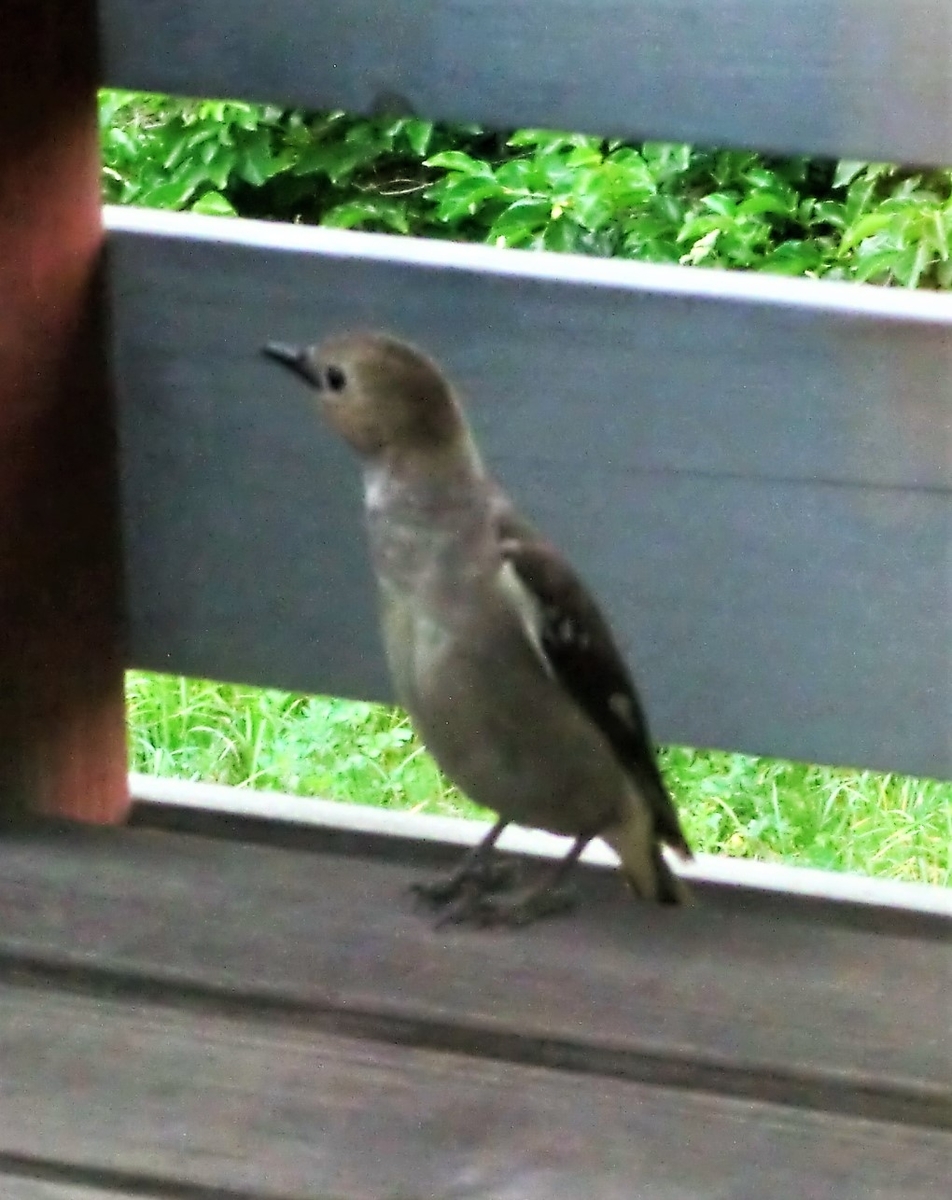 f:id:takakotakakosun:20190615215542j:plain f:id:takakotakakosun:20190615215542j:plain