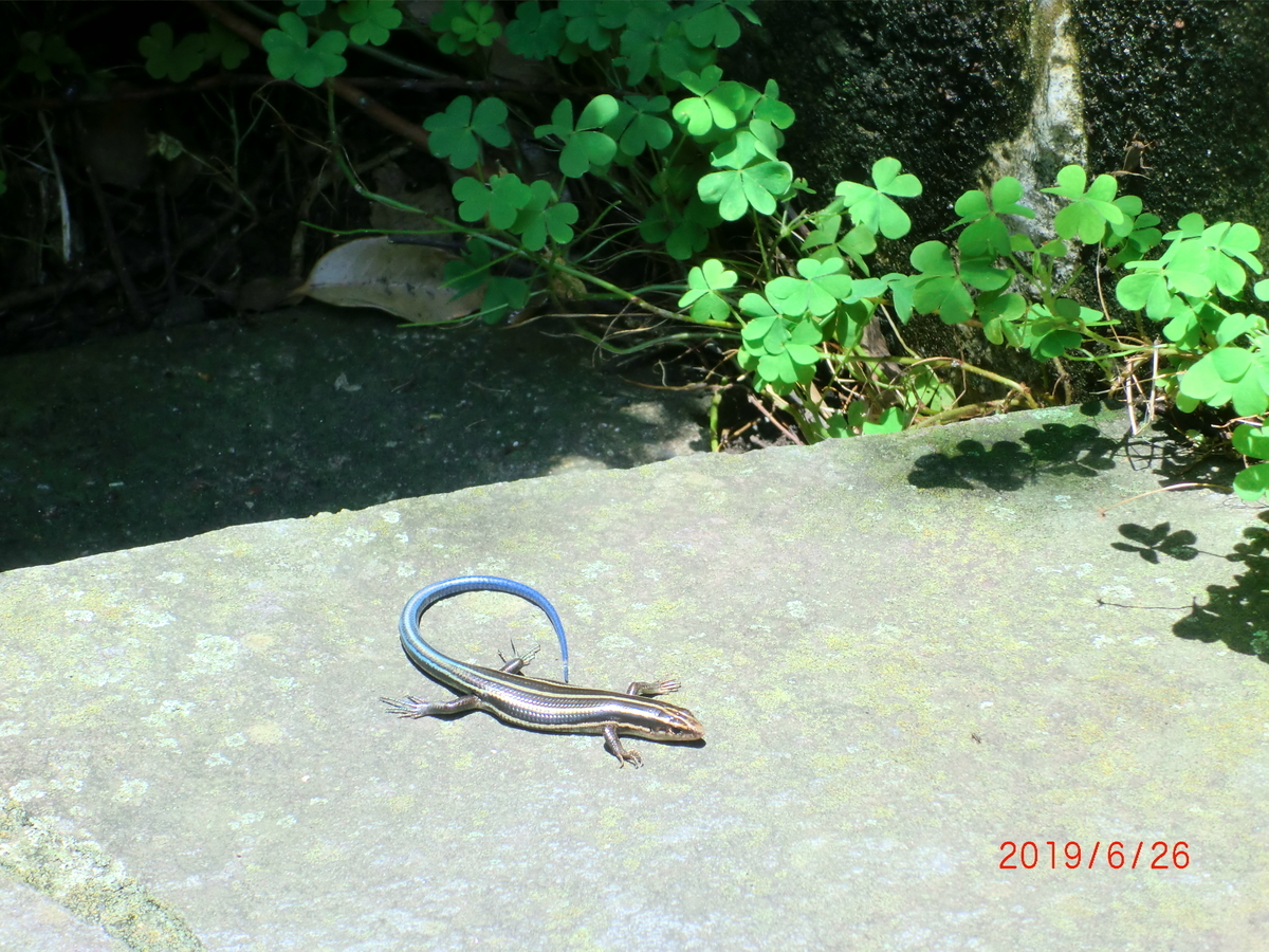 f:id:takakotakakosun:20190705151023j:plain f:id:takakotakakosun:20190705151023j:plain