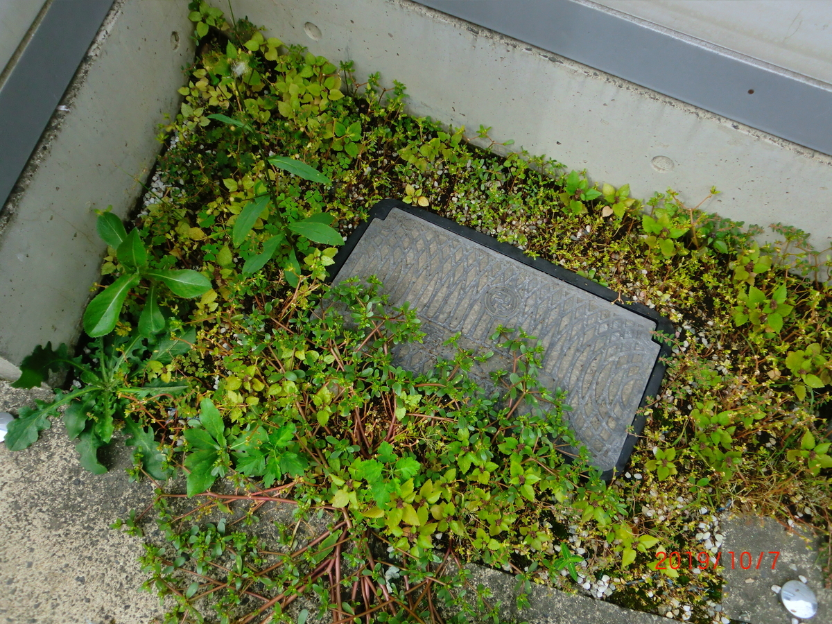 f:id:takakotakakosun:20191007201216j:plain