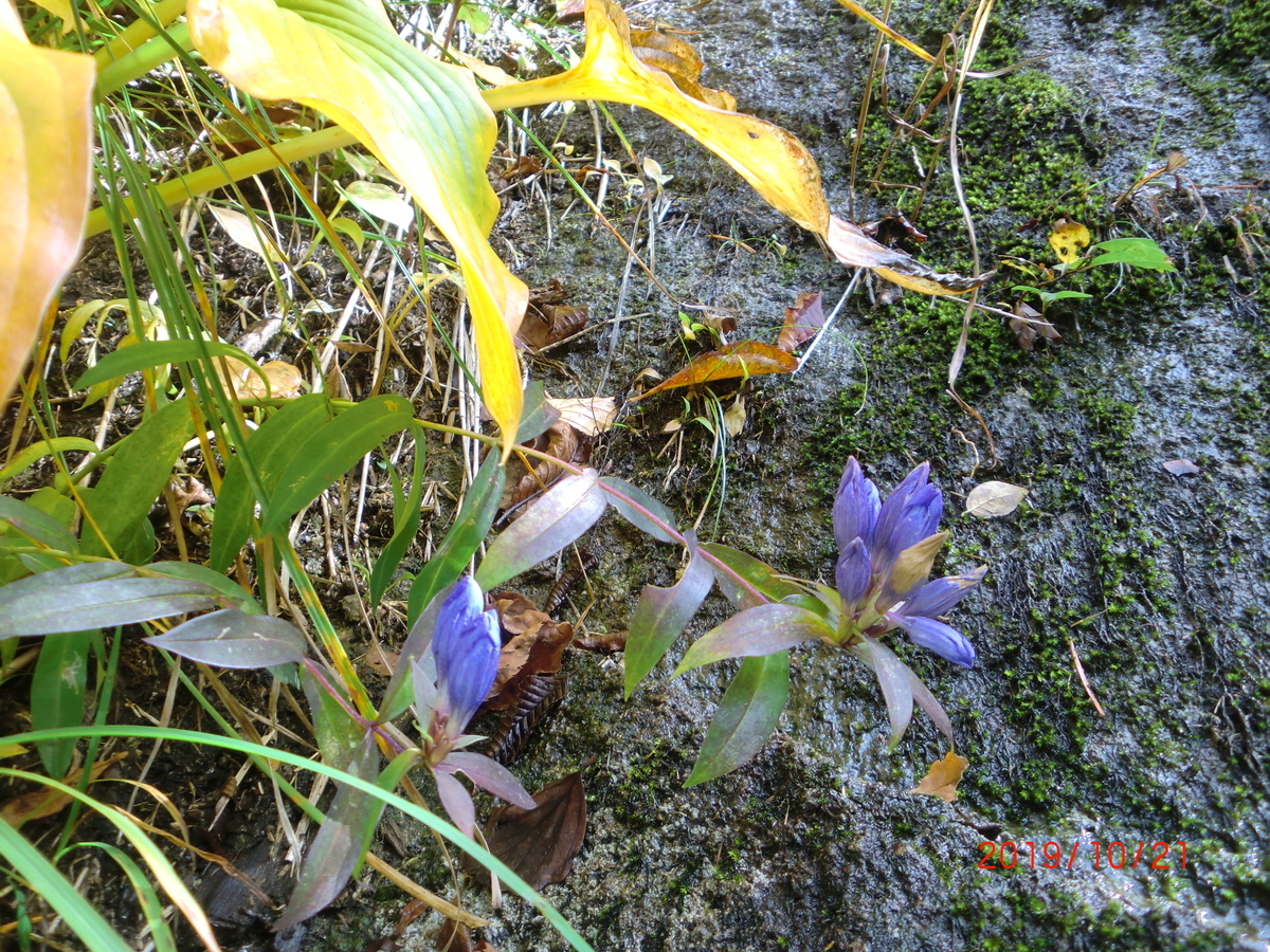 f:id:takakotakakosun:20191022183130j:plain f:id:takakotakakosun:20191022183130j:plain