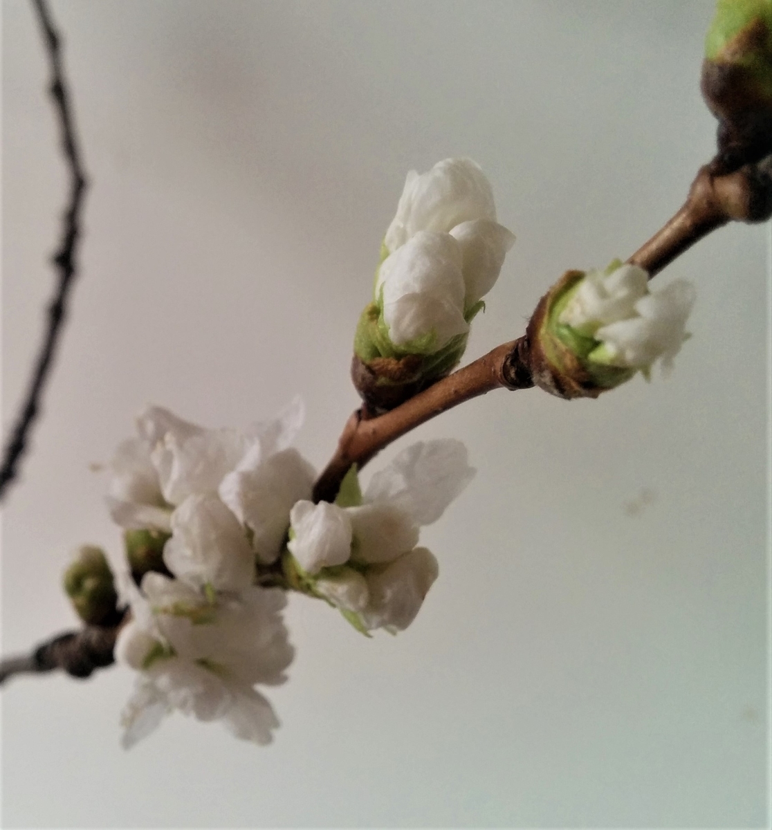 f:id:takakotakakosun:20200315135139j:plain f:id:takakotakakosun:20200315135139j:plain