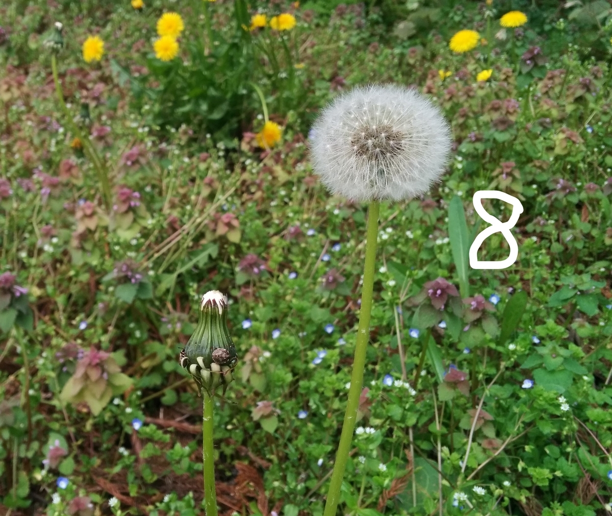 f:id:takakotakakosun:20200511194815j:plain f:id:takakotakakosun:20200511194815j:plain