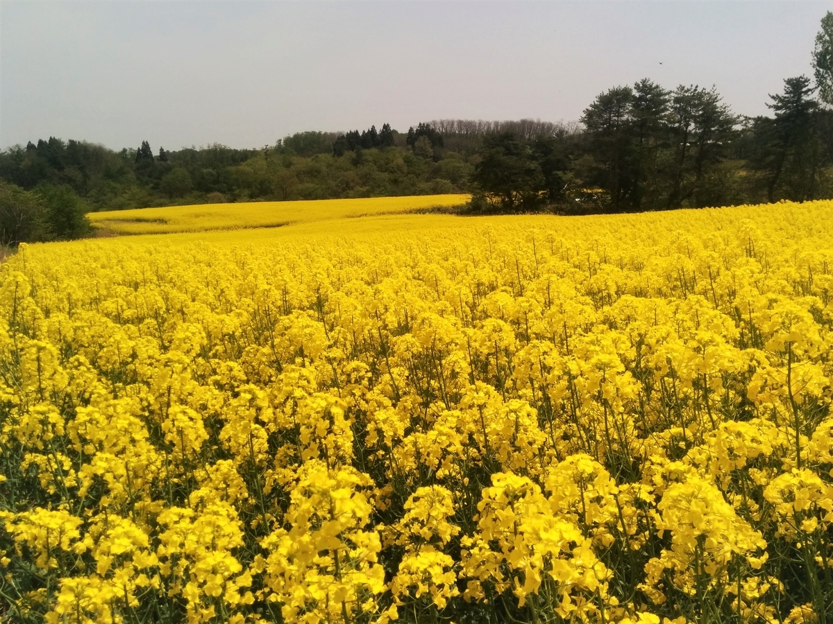 f:id:takakotakakosun:20200515192339j:plain f:id:takakotakakosun:20200515192339j:plain