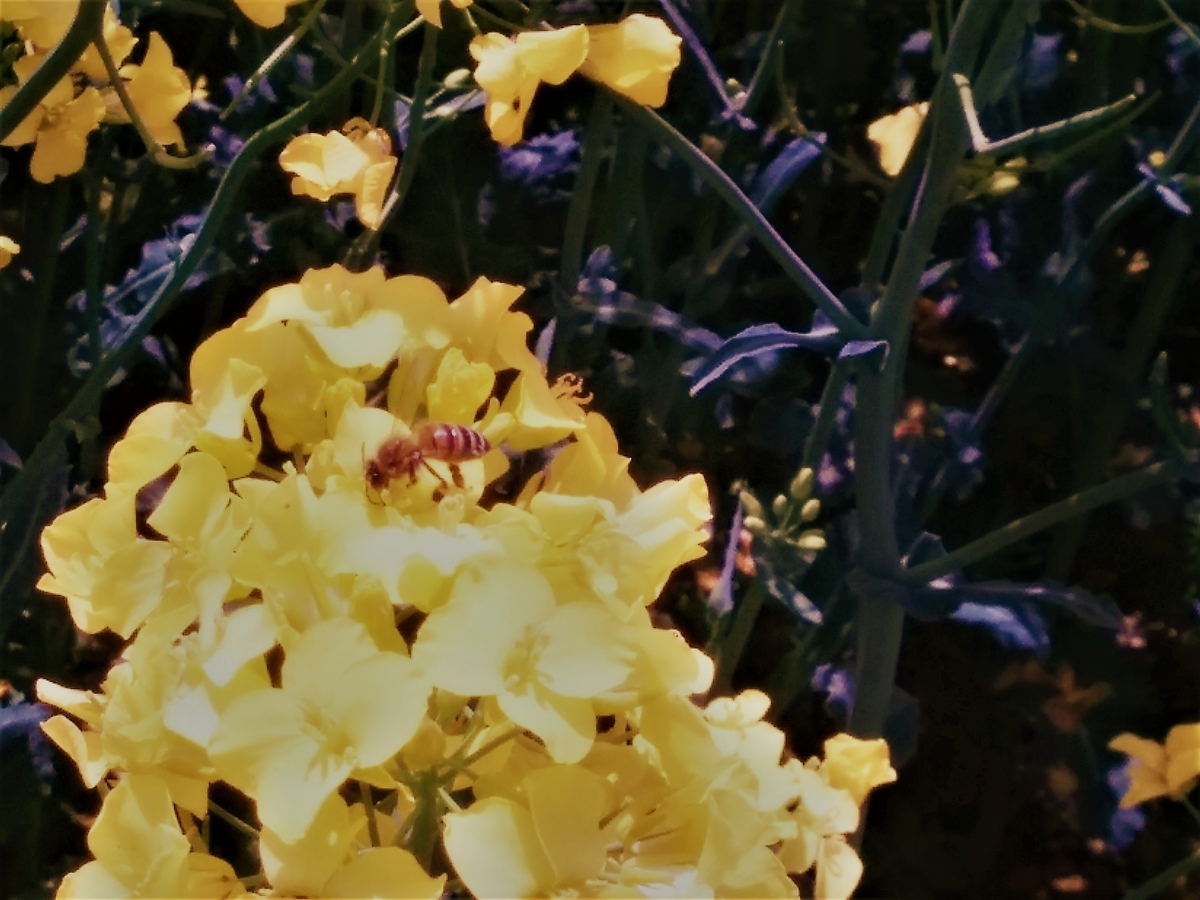 f:id:takakotakakosun:20200515192548j:plain f:id:takakotakakosun:20200515192548j:plain