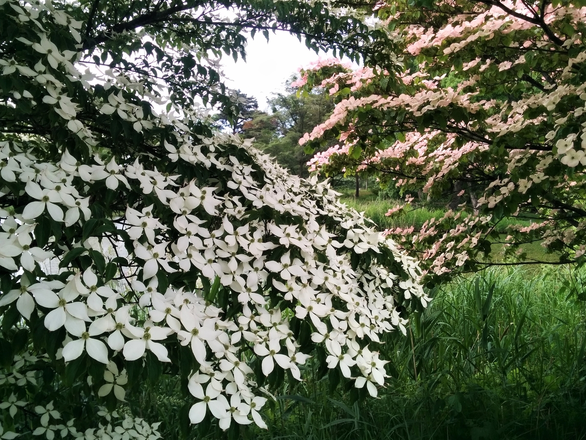 f:id:takakotakakosun:20200621003211j:plain f:id:takakotakakosun:20200621003211j:plain