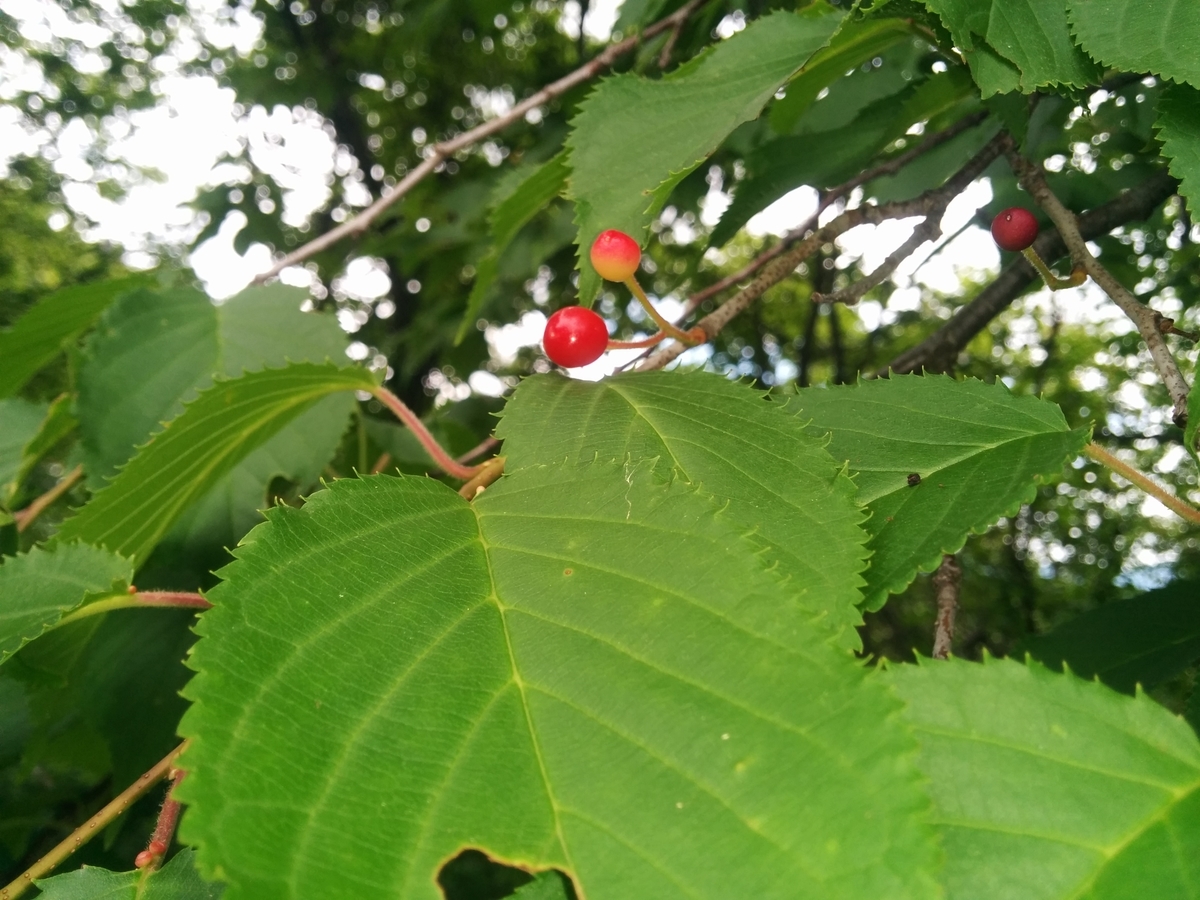 f:id:takakotakakosun:20200627090828j:plain f:id:takakotakakosun:20200627090828j:plain