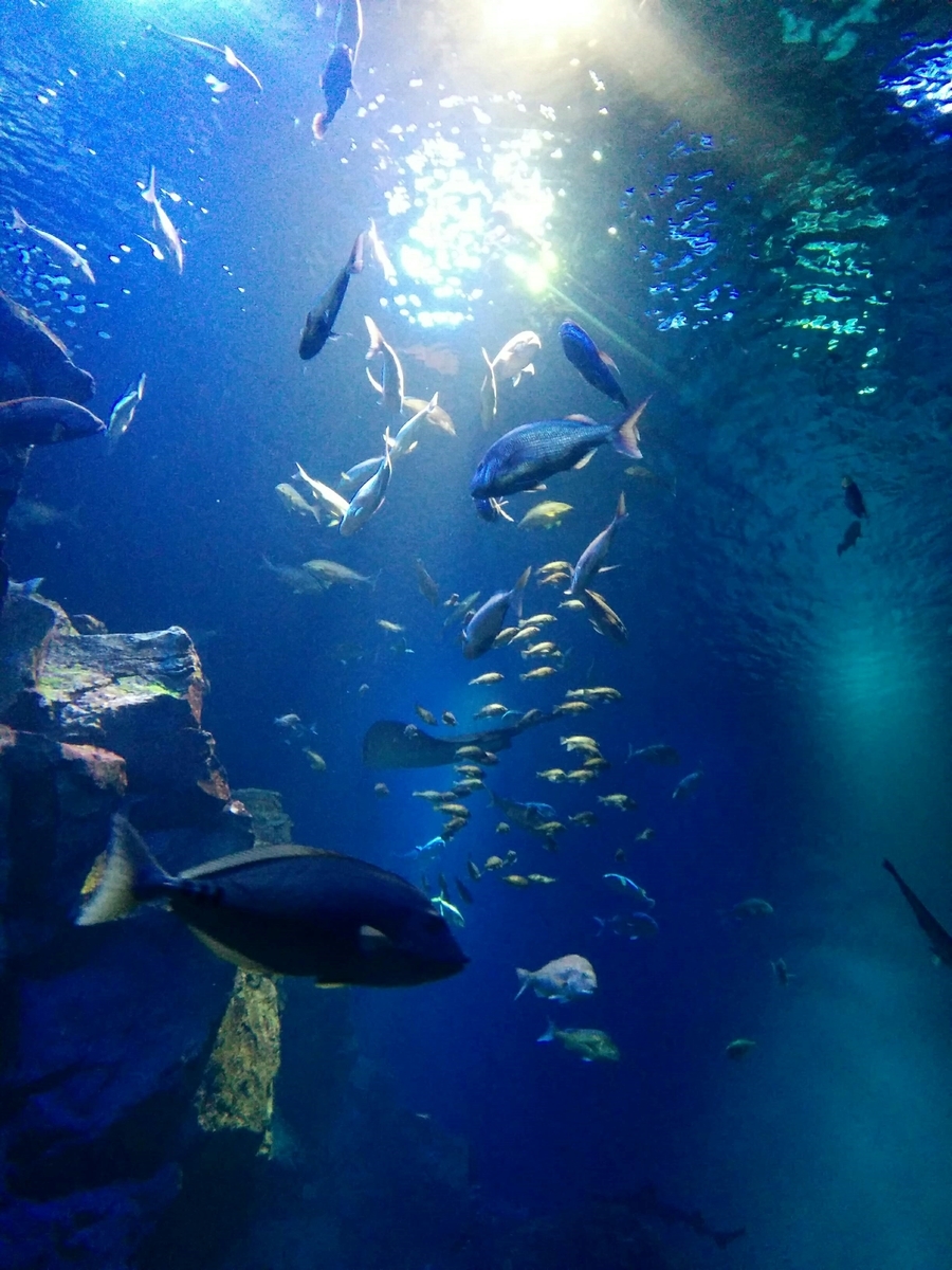 f:id:takakotakakosun:20210708154130j:plain