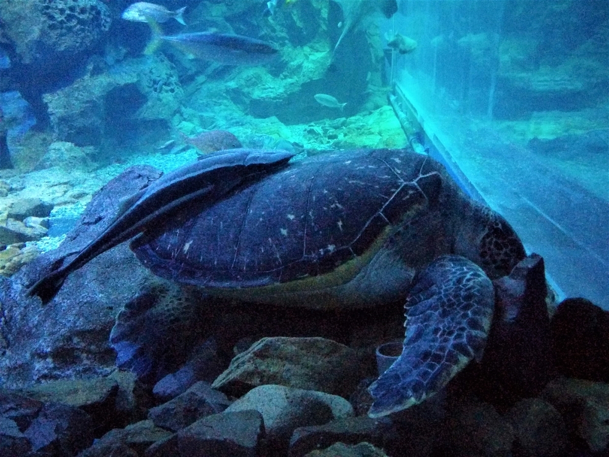 f:id:takakotakakosun:20210708154224j:plain