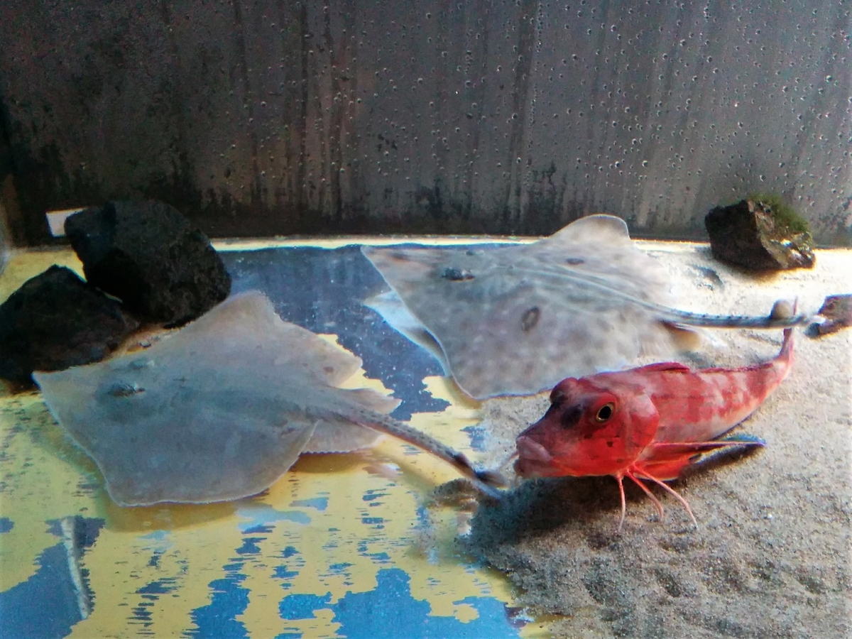 f:id:takakotakakosun:20210708154412j:plain