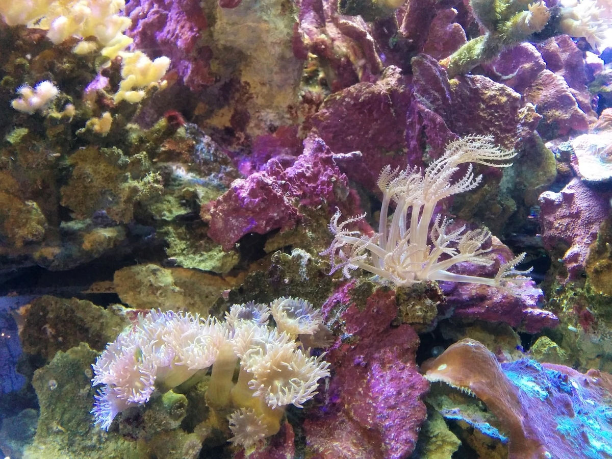 f:id:takakotakakosun:20210708155738j:plain