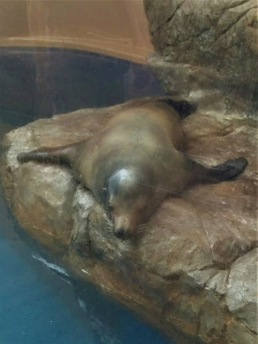 f:id:takakotakakosun:20210708160353j:plain