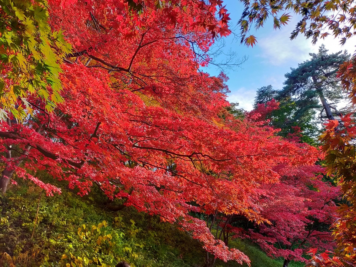 f:id:takakotakakosun:20211103202013j:plain