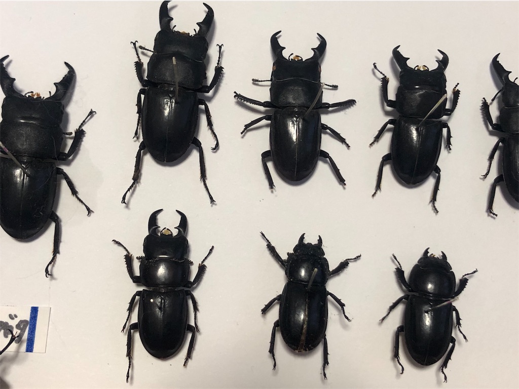 注目 カブトムシ クワガタムシを採取できる場所はここだ おやじ情報