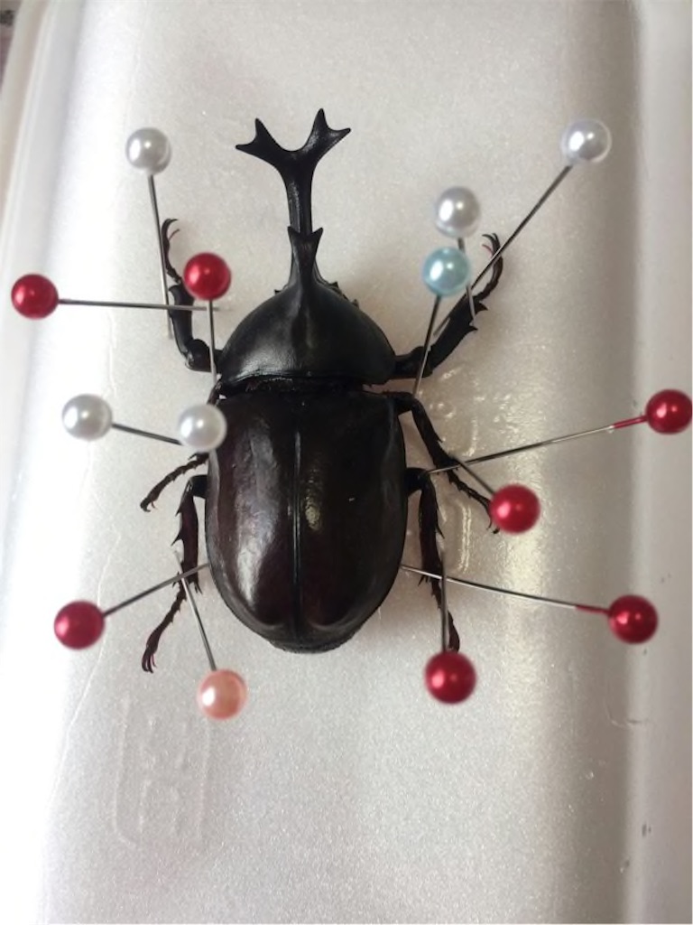 カブトムシ クワガタムシ標本 標本箱作り方 おやじ情報
